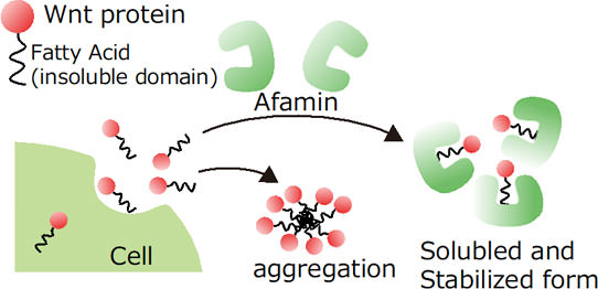 Afamin有助于提高Wnt3a的稳定性